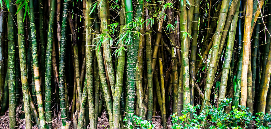 Bamboe soorten