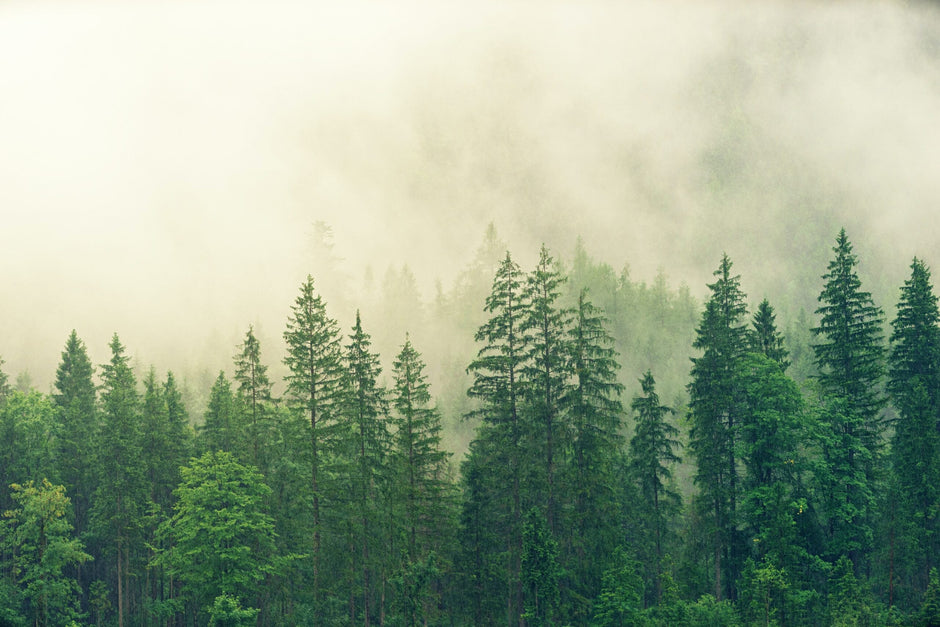 Forest Stewardship Council en Bamboi