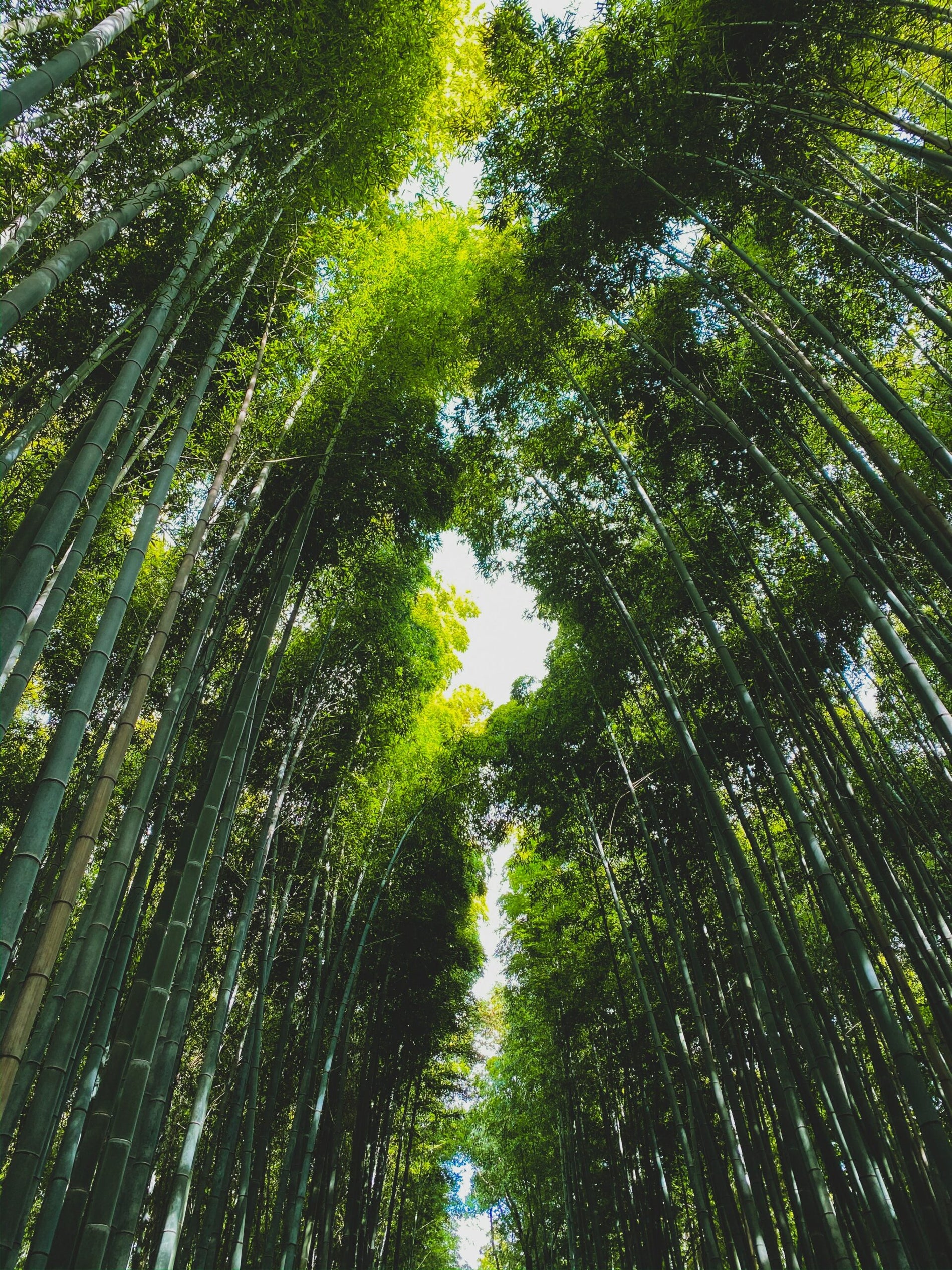 Alles over bamboescheuten