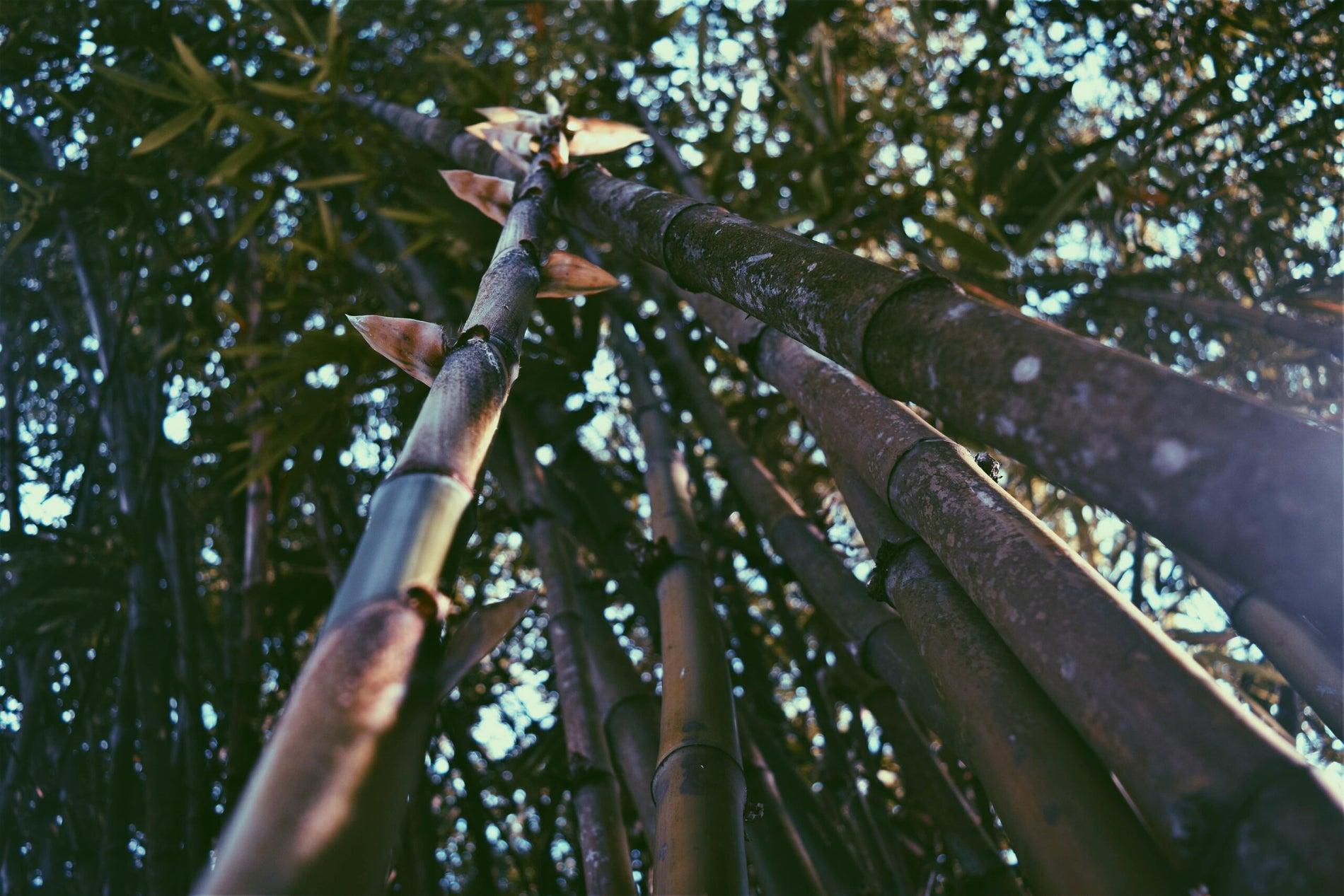 Wat is bamboe