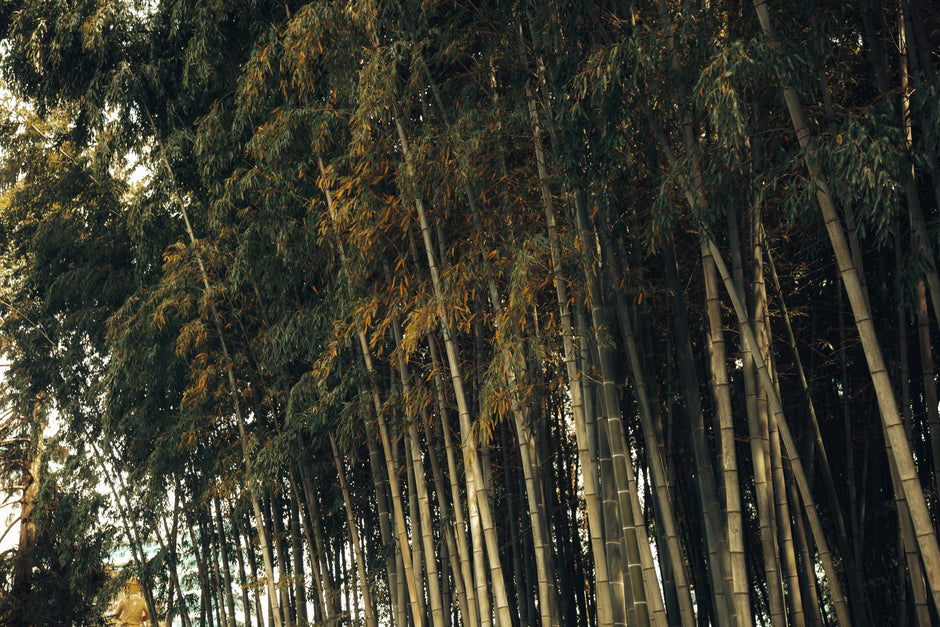 Tips om te verduurzamen met bamboe